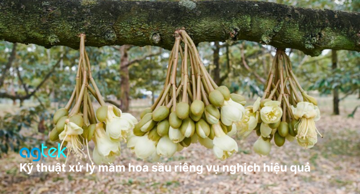 Kỹ thuật xử lý mầm hoa sầu riêng vụ nghịch hiệu quả