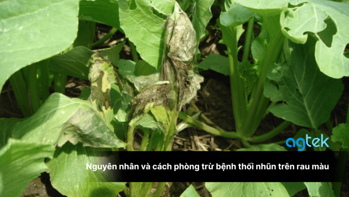 Nguyên nhân và cách phòng trừ bệnh thối nhũn trên rau màu