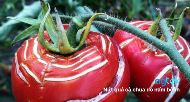 Nứt quả cà chua do tác nhân nấm bệnh Alternaria solani, NGUYÊN NHÂN, CÁCH PHÒNG TRỪ HIỆU QUẢ