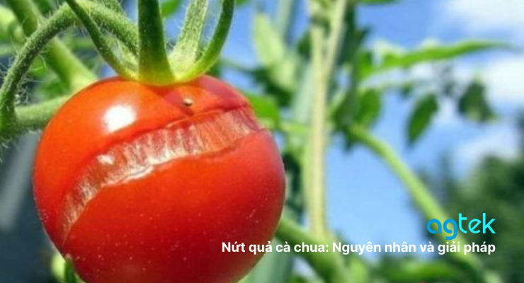 Nứt quả cà chua: Nguyên nhân và giải pháp phòng trừ hiệu quả