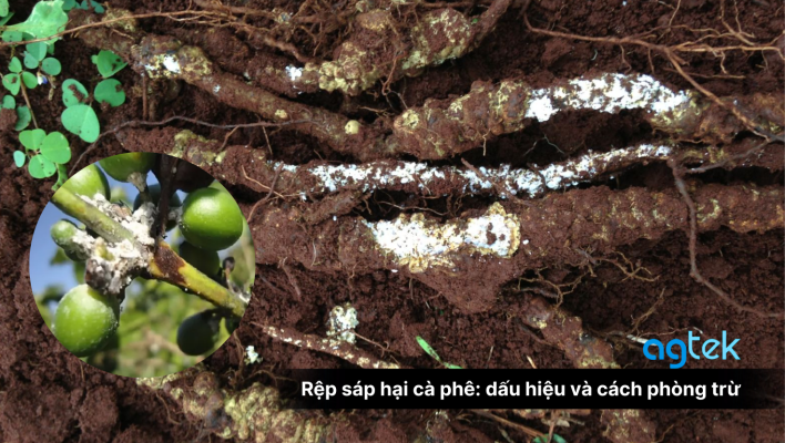 rệp sáp hại cà phê dấu hiệu và cách phòng trừ