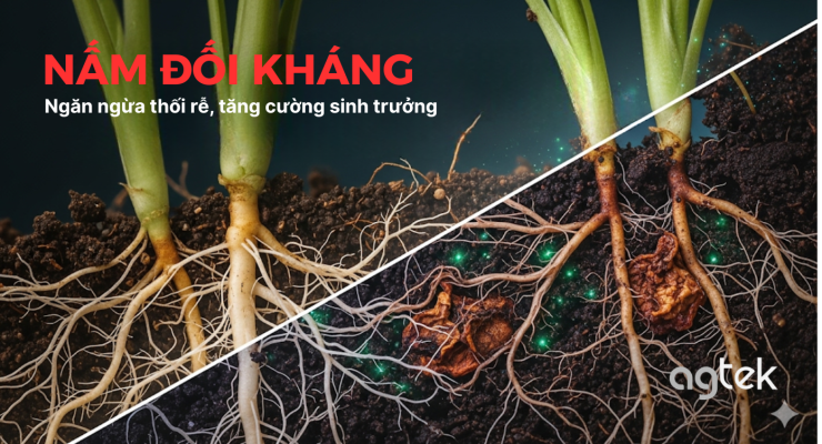Sử dụng nấm đối kháng cải tạo đất và phòng bệnh thối rễ