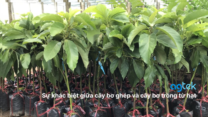 Sự khác biệt giữa cây bơ ghép và cây bơ trồng từ hạt, Quy trình chăm sóc giúp bơ ra trái sớm và ổn định, Các yếu tố ảnh hưởng đến thời gian ra trái của bơ