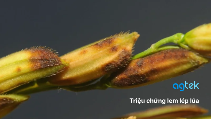 Triệu chứng lem lép lúa
