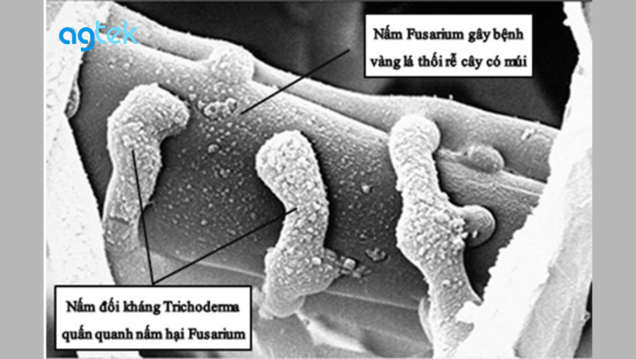 cơ chế hoạt động nấm đối kháng Trichoderma