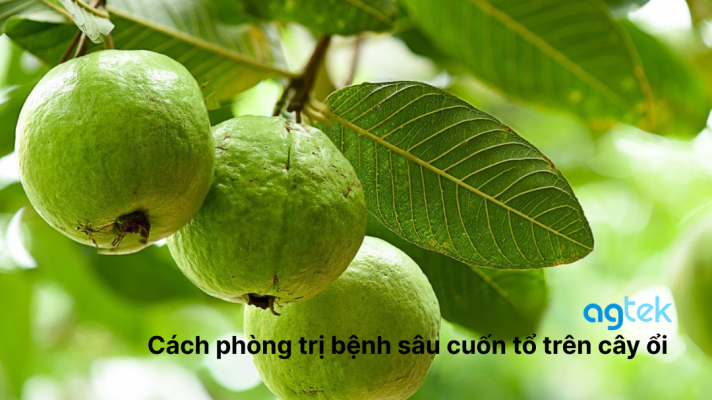 Cách phòng trị bệnh sâu cuốn tổ trên cây ổi