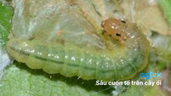sâu cuốn tổ trên cây ổi (Lamprosema indicata)