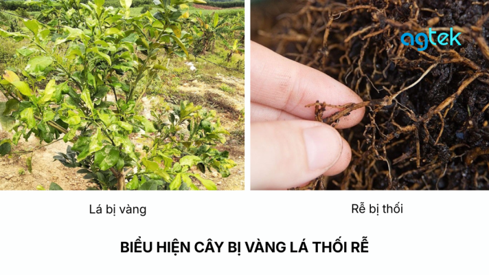 BIỂU HIỆN CÂY BỊ VÀNG LÁ THỐI RỄ