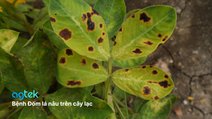 Bệnh Đốm lá nâu trên cây lạc