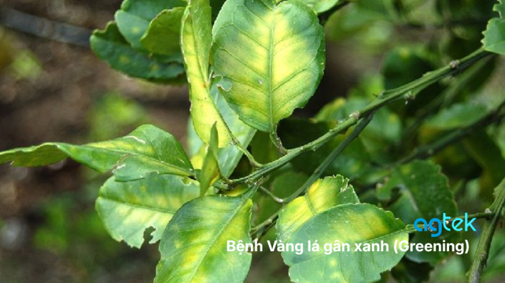 Bệnh Vàng lá gân xanh (Greening), phân biệt Bệnh Vàng lá gân xanh (Greening) và bệnh vàng lá thối rễ