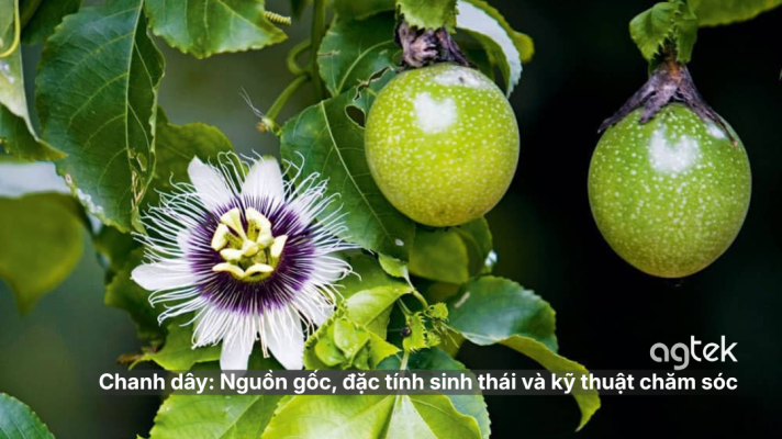 Chanh dây: Nguồn gốc, đặc tính sinh thái và kỹ thuật chăm sóc