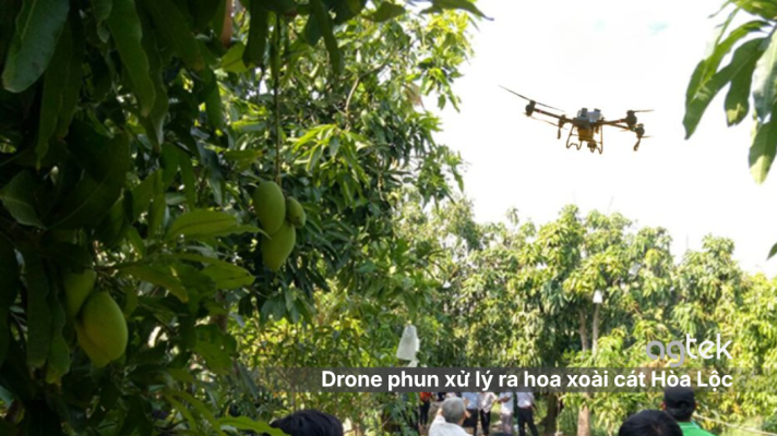 Drone phun xử lý ra hoa xoài cát Hòa Lộc, máy bay nông nghiệp phun thuốc cây xoài