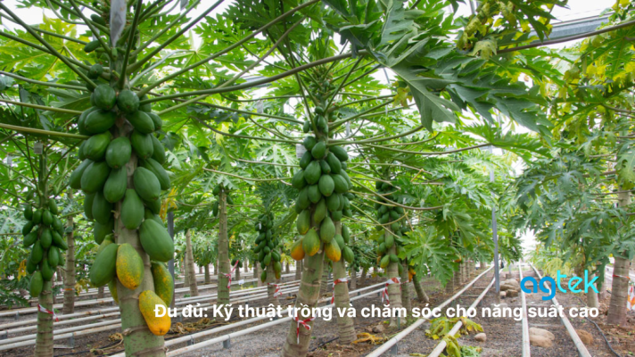 Đu đủ: Kỹ thuật trồng và chăm sóc cho năng suất cao