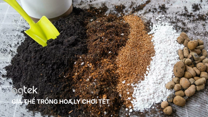 GIÁ THỂ TRỒNG HOA LY CHƠI TẾT, cỦ LY KÉP CHUẨN HÀ LAN, KỸ THUẬT TRỒNG HOA LY CHUẨN VỤ TẾT