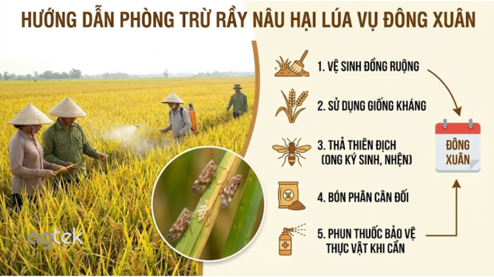 Hướng dẫn phòng trừ rầy nâu hại lúa vụ Đông Xuân