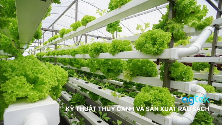 KỸ THUẬT THỦY CANH VÀ SẢN XUẤT RAU SẠCH