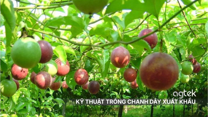KỸ THUẬT TRỒNG CHANH DÂY XUẤT KHẨU