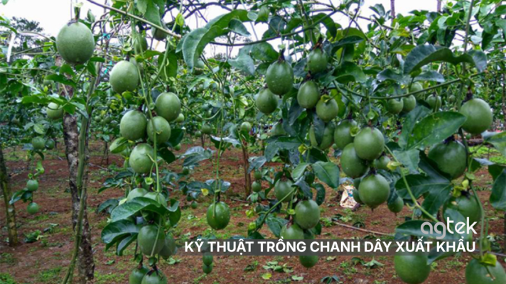 KỸ THUẬT TRỒNG CHANH DÂY XUẤT KHẨU CHÂU ÂU, GIÀN RÈM 