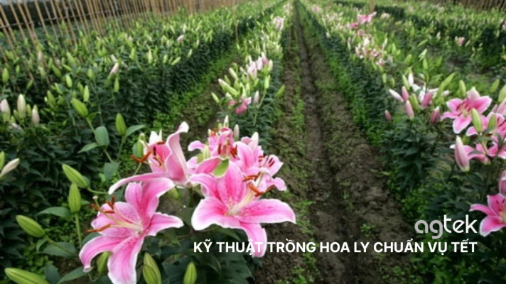 KỸ THUẬT TRỒNG HOA LY CHUẨN VỤ TẾT 2026, LY KÉP, LY ĐƠN, LY THƠM, CỦ LY GIỐNG