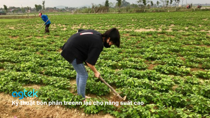 Kỹ thuật bón phân trên cây lạc cho năng suất cao, vun gốc, đâm tia
