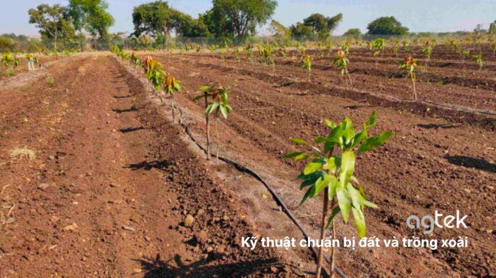 Chuẩn bị đất và trồng xoài, lựa chọn đất trồng phù hợp
