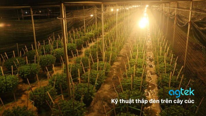 Kỹ thuật thắp đền trồng cúc Tết 2025 chuẩn, nở đúng vụ