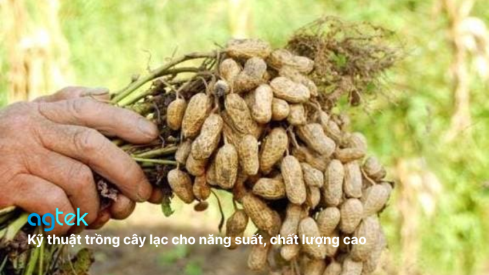 Kỹ thuật trồng cây lạc cho năng suất, chất lượng cao