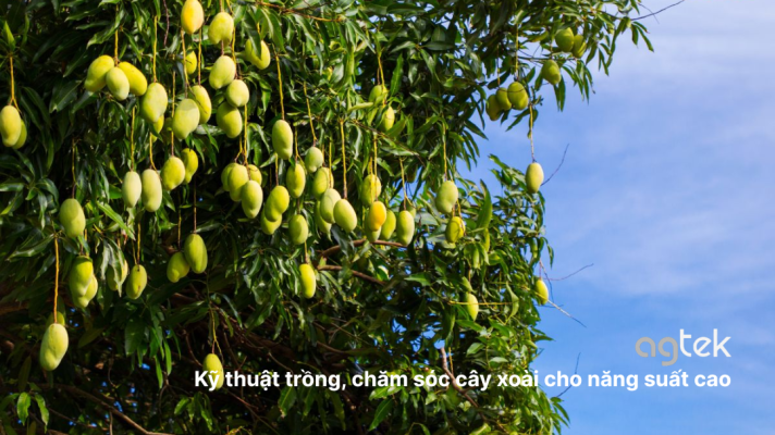 Kỹ thuật trồng, chăm sóc cây xoài cho năng suất cao