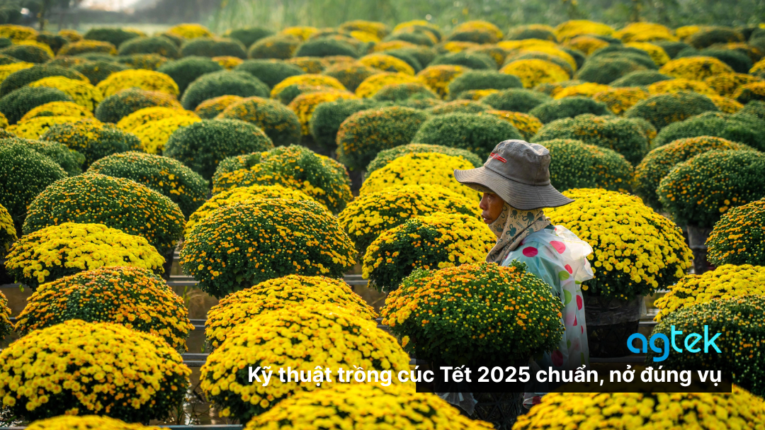 Kỹ thuật trồng cúc Tết 2026 chuẩn, nở đúng vụ