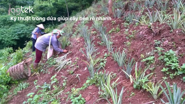 Kỹ thuật trồng dứa giúp cây bén rễ nhanh, xử lý giống dứa, mật độ trồng dứa, khoảng cách trồng dứa