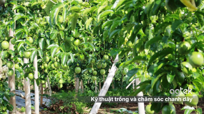 Kỹ thuật trồng và chăm sóc chanh dây