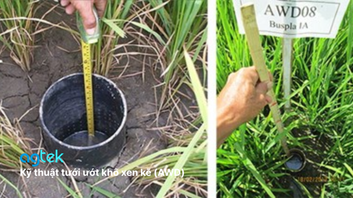 Kỹ thuật tưới ướt khô xen kẽ (AWD), giảm phát thải trong sản xuất lúa, tín chỉ carbon