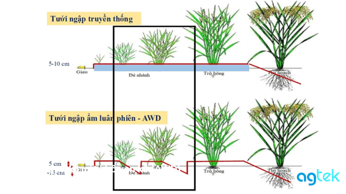 Lợi ích Kỹ thuật tưới ướt khô xen kẽ (AWD)