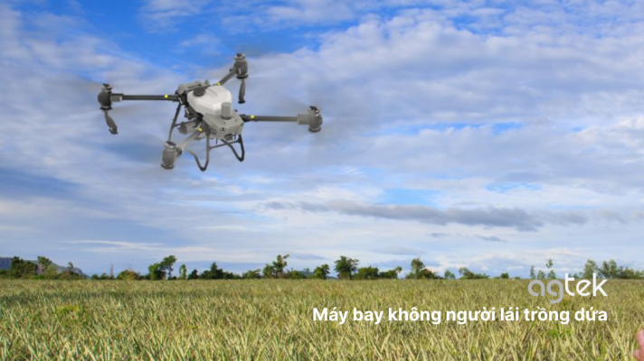Máy bay không người lái trồng dứa