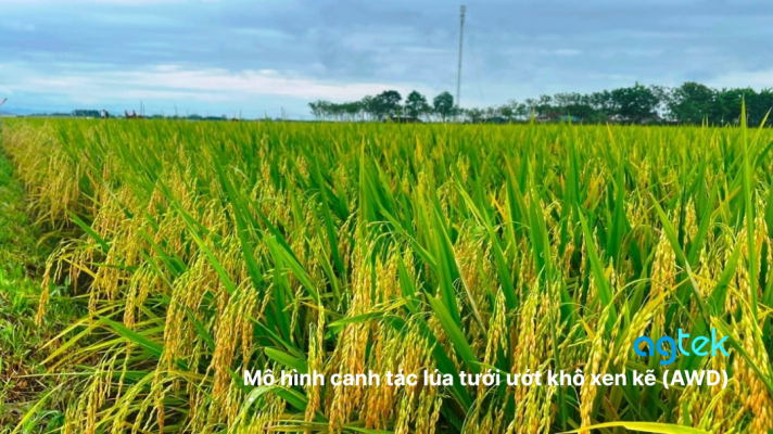 Mô hình canh tác lúa tưới ướt khô xen kẽ (AWD)