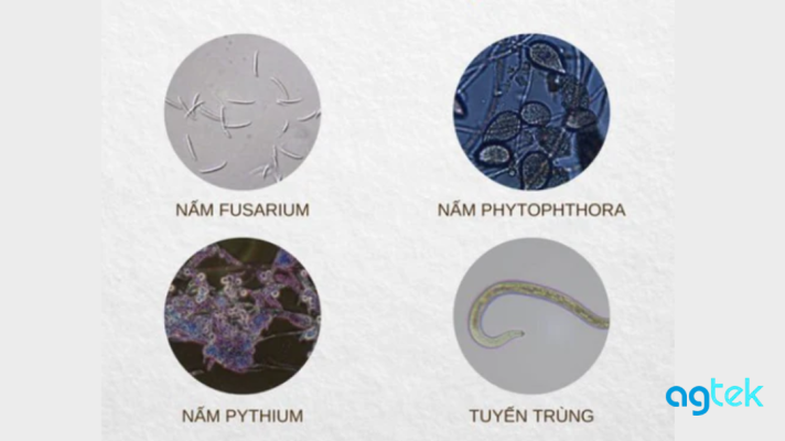 Nguyên nhân gây bệnh vàng lá thối rễ trên cây có múi