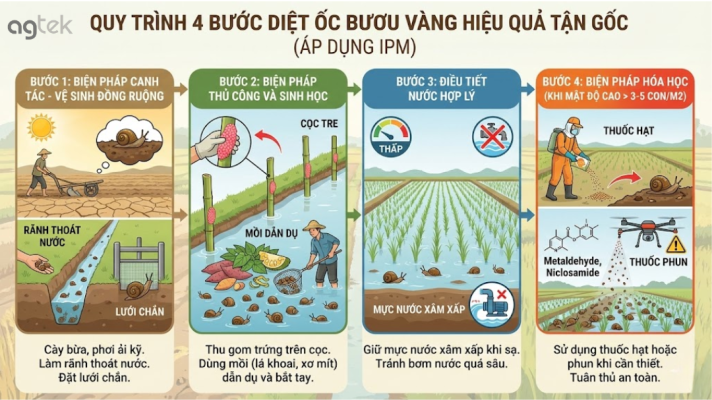Quy trình 4 bước diệt ốc bươu vàng hiệu quả tận gốc