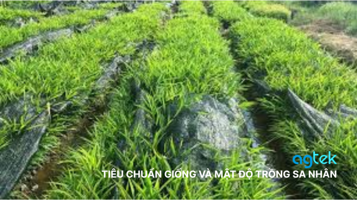TIÊU CHUẨN GIỐNG VÀ MẬT ĐỘ TRỒNG SA NHÂN