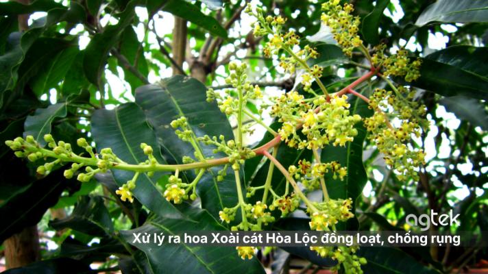 Xử lý ra hoa Xoài cát Hòa Lộc đồng loạt, chống rụng