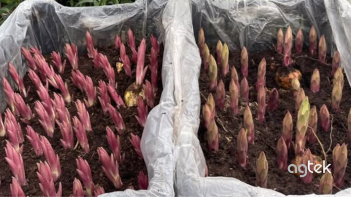 cỦ LY KÉP CHUẨN HÀ LAN, KỸ THUẬT TRỒNG HOA LY CHUẨN VỤ TẾT