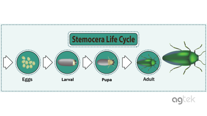 chu kỳ sinh sản của rầy nâu hại lúa vụ đông xuân