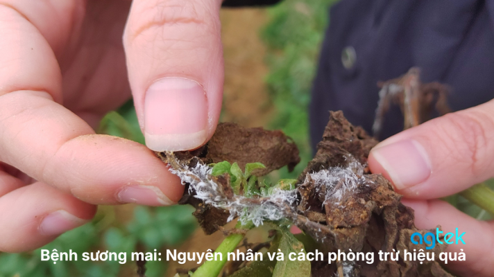 Bệnh sương mai: Nguyên nhân và cách phòng trừ hiệu quả, giả sương mai, bệnh sương mau trên cà chua, bệnh sương mai trên khoai tây