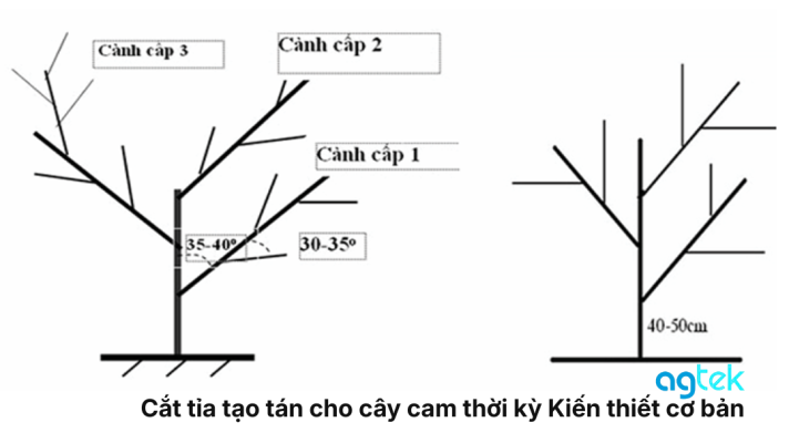 Cắt tỉa tạo tán cho cây cam thời kỳ Kiến thiết cơ bản