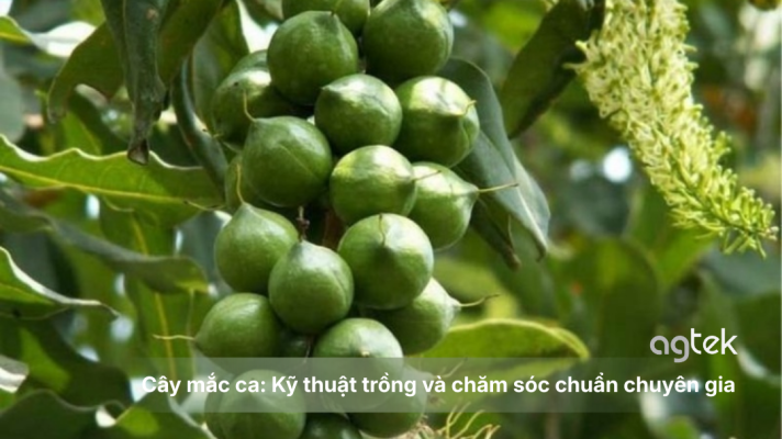 Cây mắc ca: Kỹ thuật trồng và chăm sóc chuẩn chuyên gia