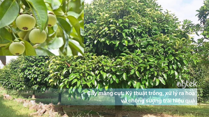 Cây măng cụt: Kỹ thuật trồng, xử lý ra hoa và chống sượng trái hiệu quả
