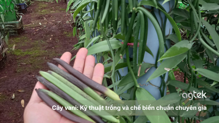 Cây vani: Kỹ thuật trồng và chế biến chuẩn chuyên gia