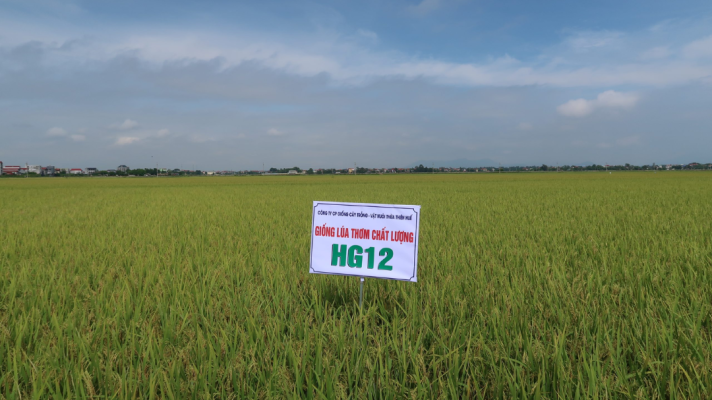 GIỐNG LÚA CHỊU MẶN, ĐẤT PHÈN