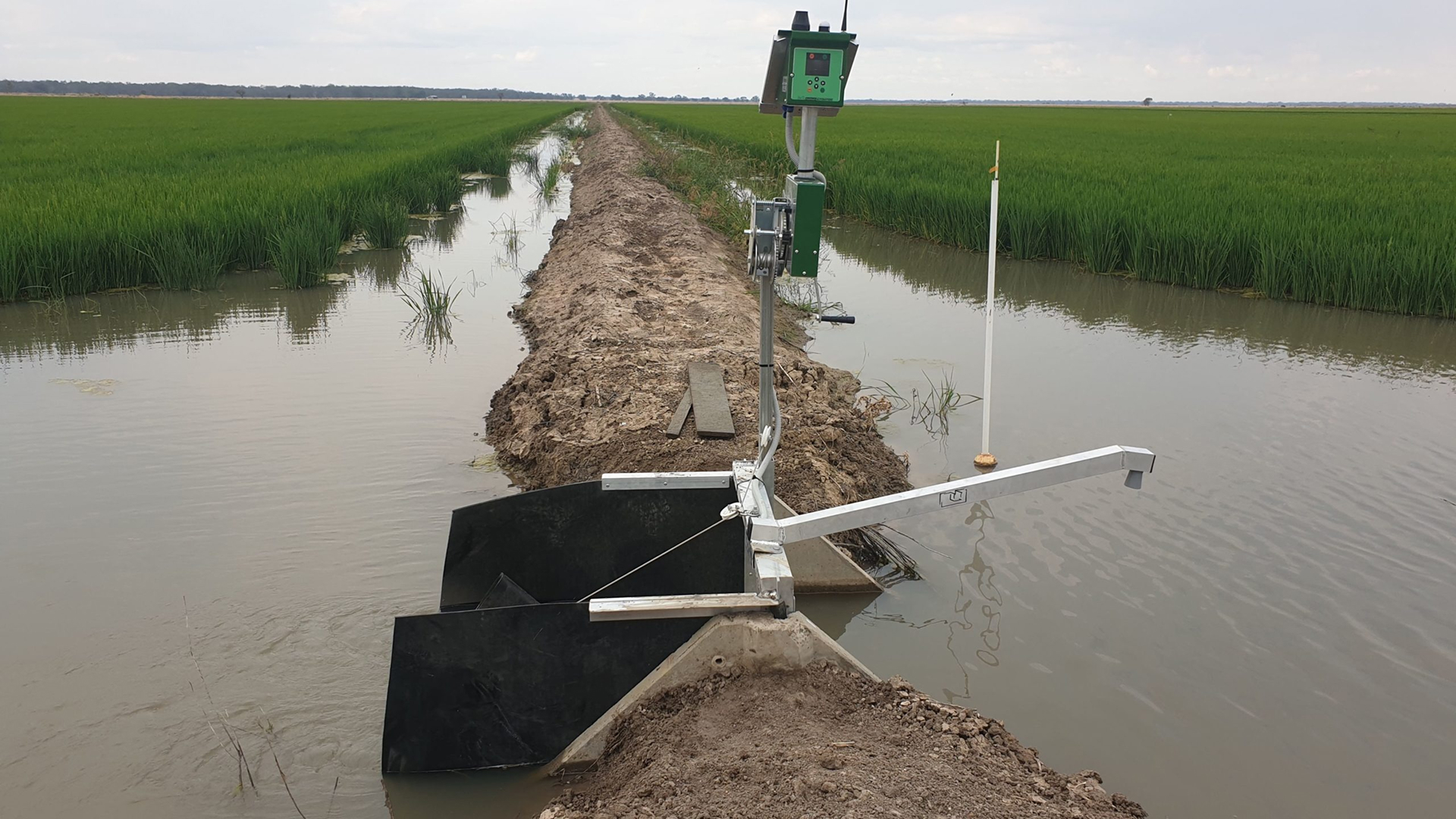 Giai phap tuoi tieu thong minh cho cay lua