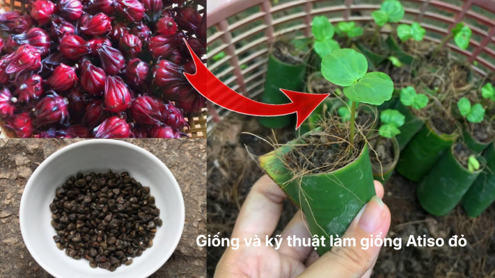 Giống và kỹ thuật làm giống Atiso đỏ