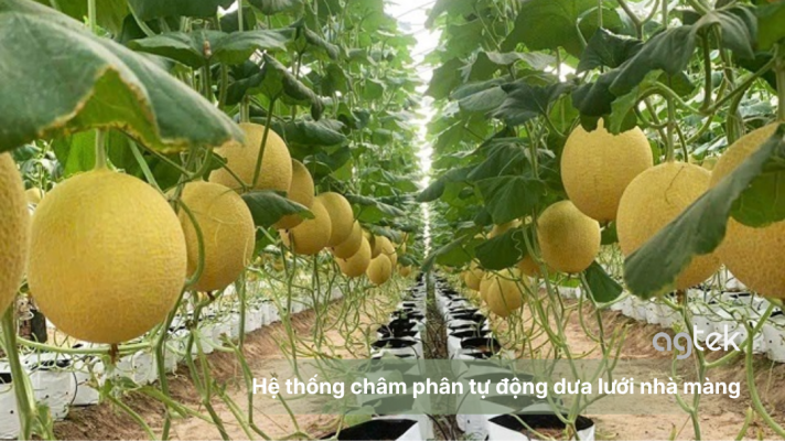Hệ thống châm phân tự động dưa lưới nhà màng, quy trình lắp đặt hệ thống chaamm phân tự động cho dưa lưới, cách pha phân bón, điều chỉnh EC, pH
